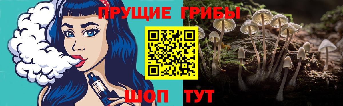 Псилоцибиновые грибы Psilocybe Соль-Илецк